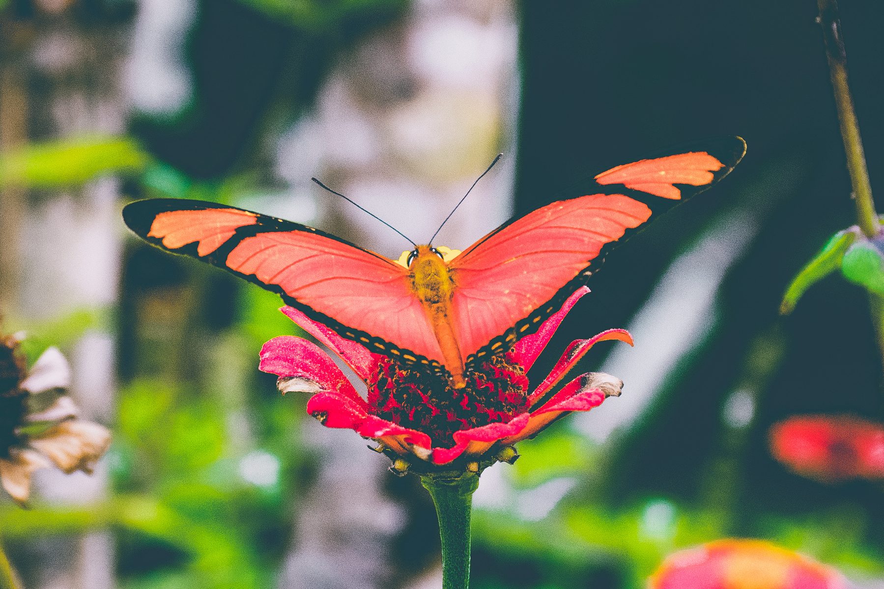 Red butterfly on zinnia flower