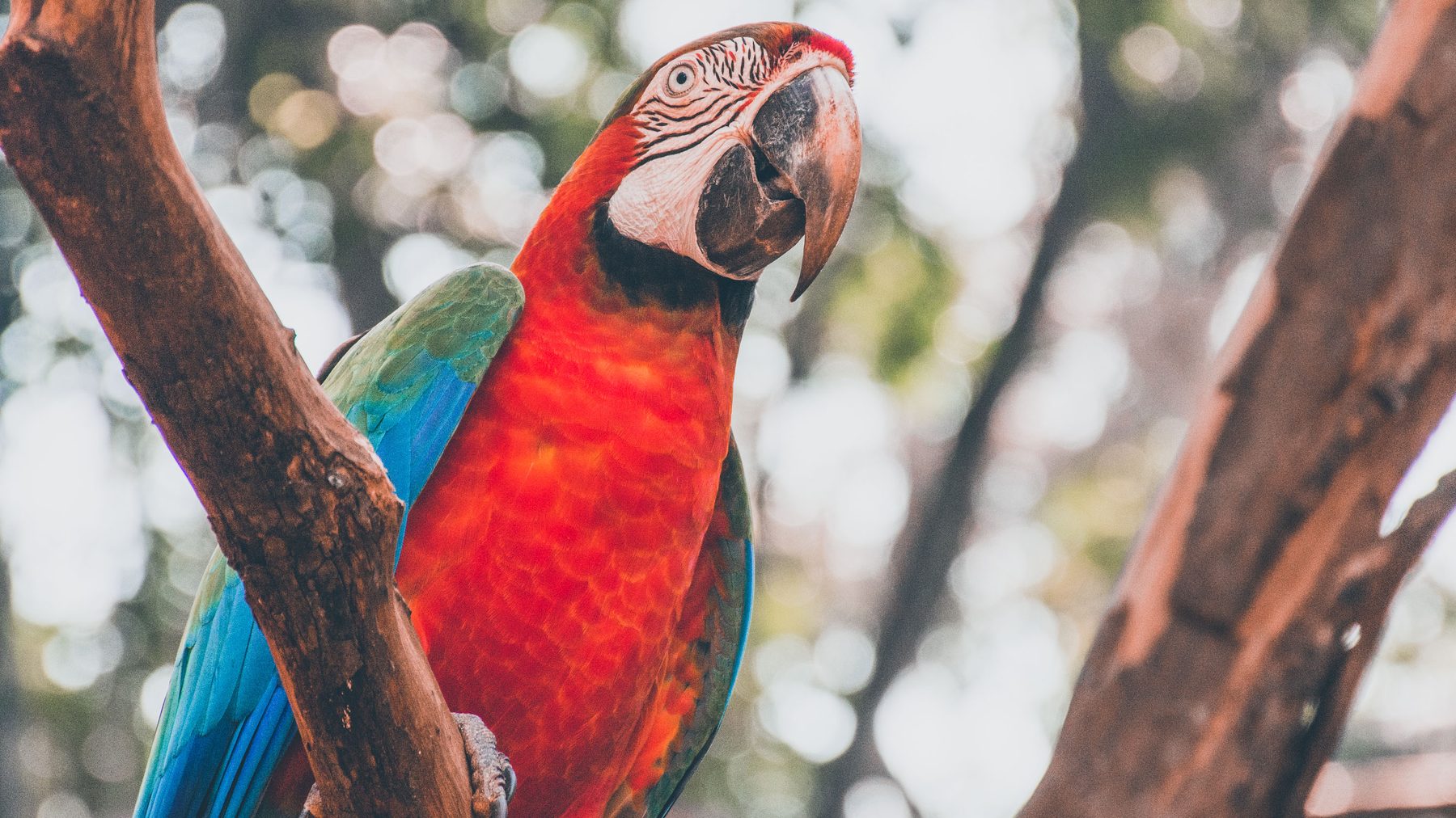 Scarlet macaw perched on a branch, Foz do Iguaçu